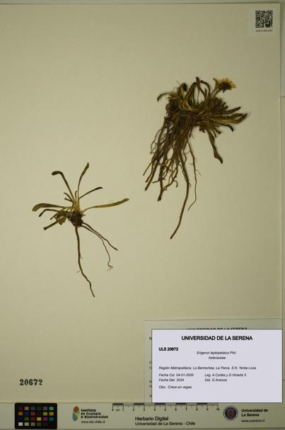 Erigeron leptopetalus [Espécimen: ULS:ULS:0020672]