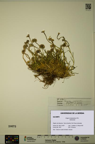 Erigeron leptopetalus [Espécimen: ULS:ULS:0020673]