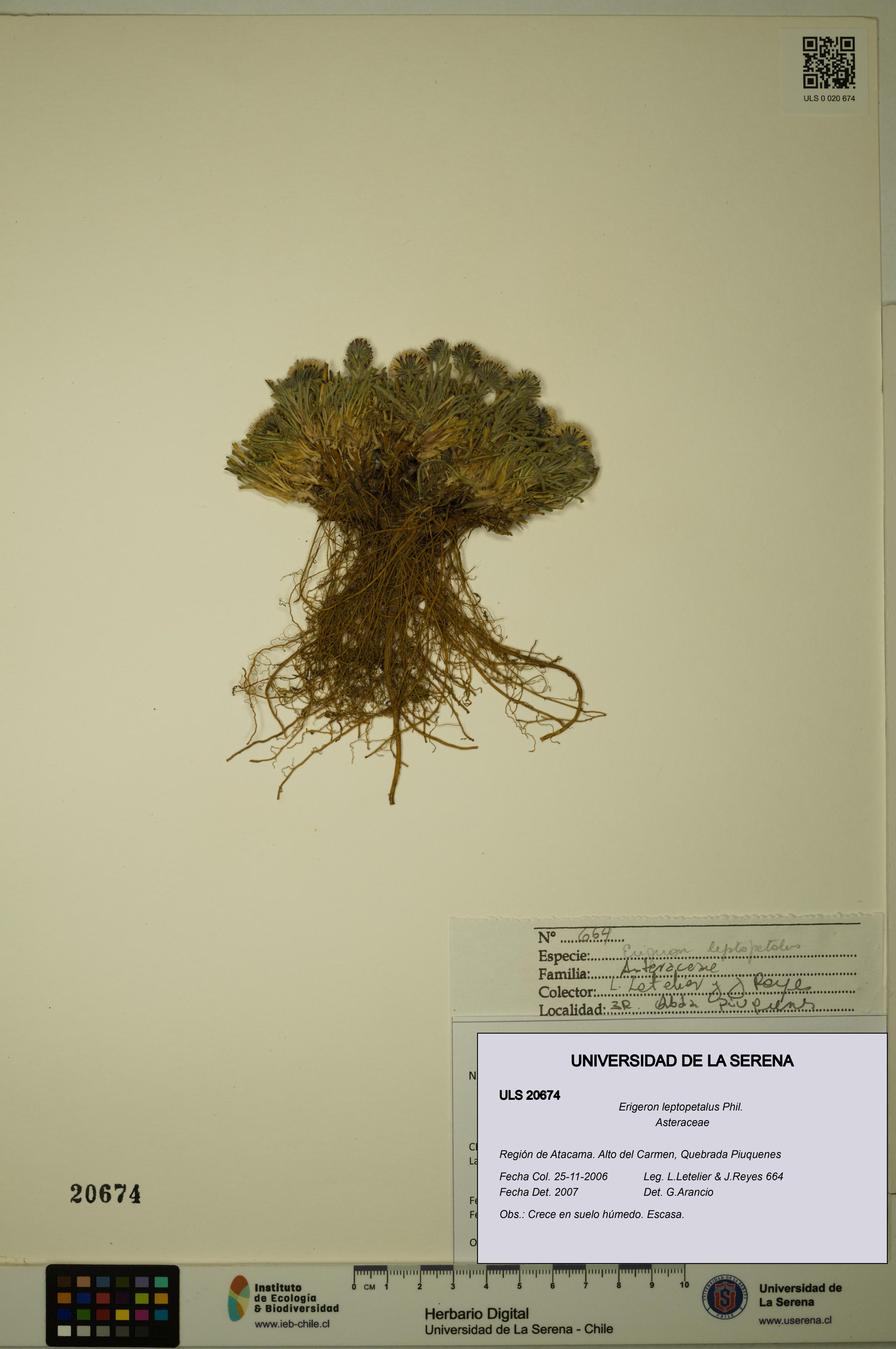 Erigeron leptopetalus [Espécimen: ULS:ULS:0020674]