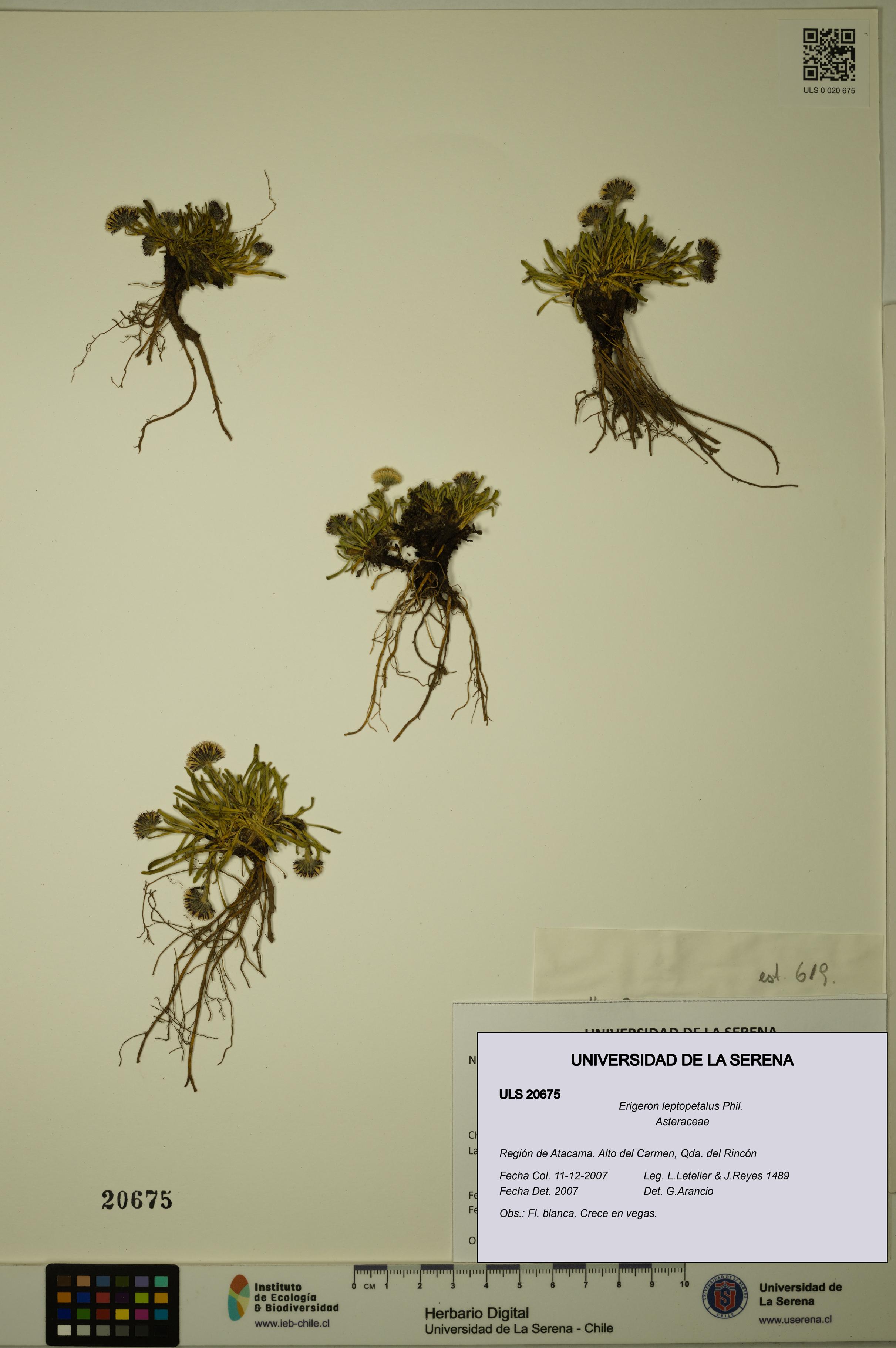 Erigeron leptopetalus [Espécimen: ULS:ULS:0020675]