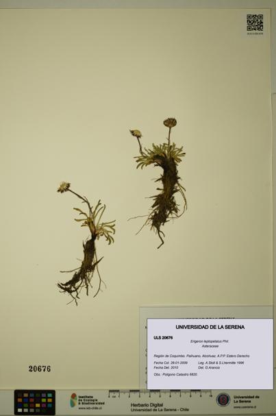 Erigeron leptopetalus [Espécimen: ULS:ULS:0020676]