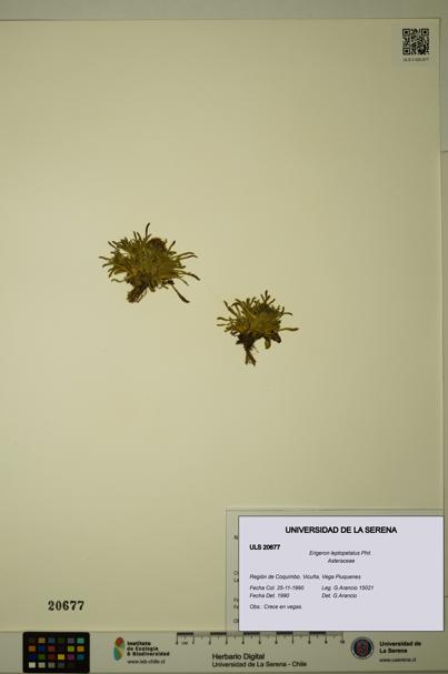 Erigeron leptopetalus [Espécimen: ULS:ULS:0020677]