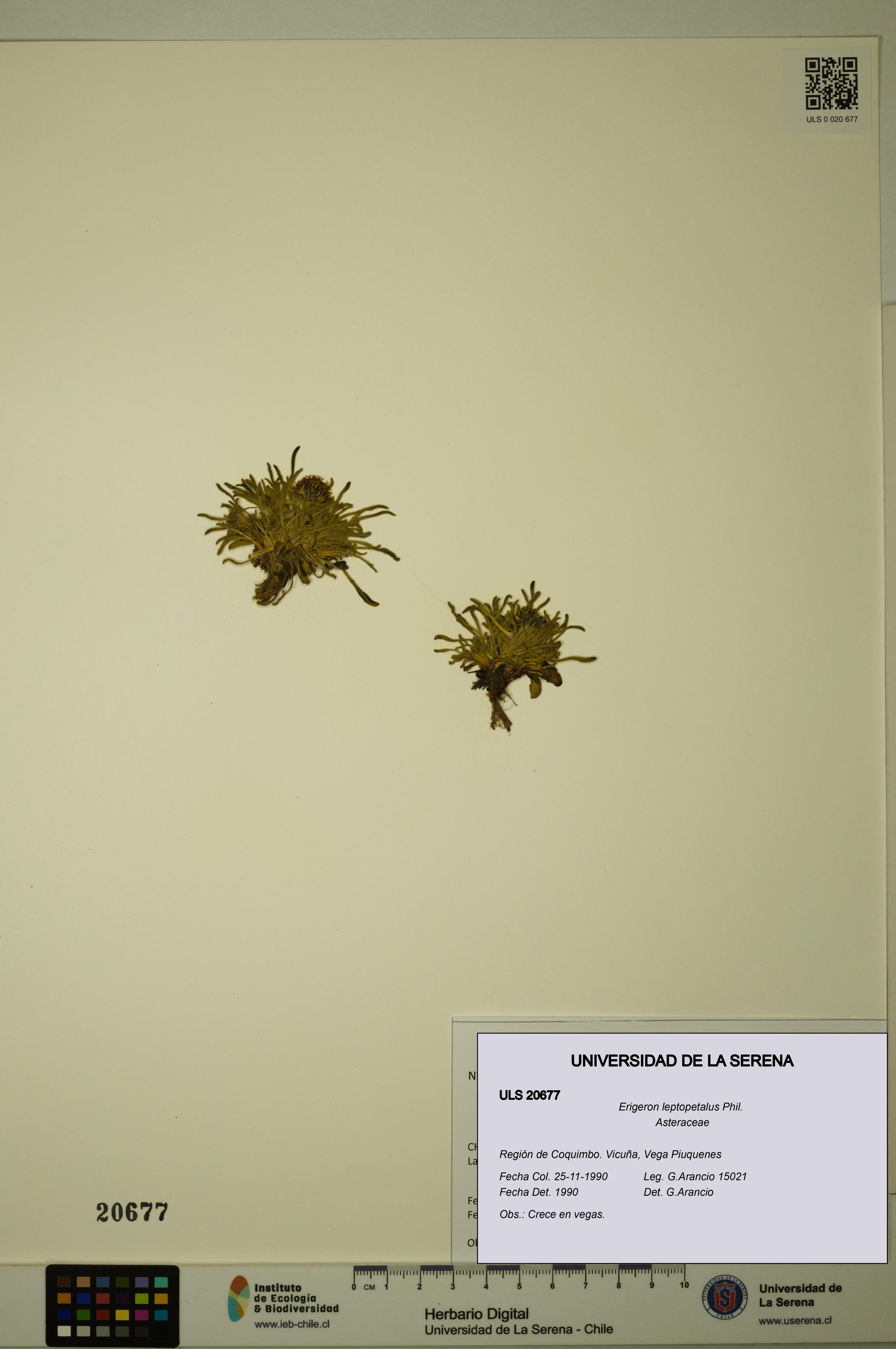 Erigeron leptopetalus [Espécimen: ULS:ULS:0020677]