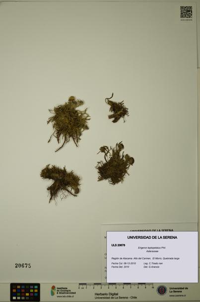 Erigeron leptopetalus [Espécimen: ULS:ULS:0020678]