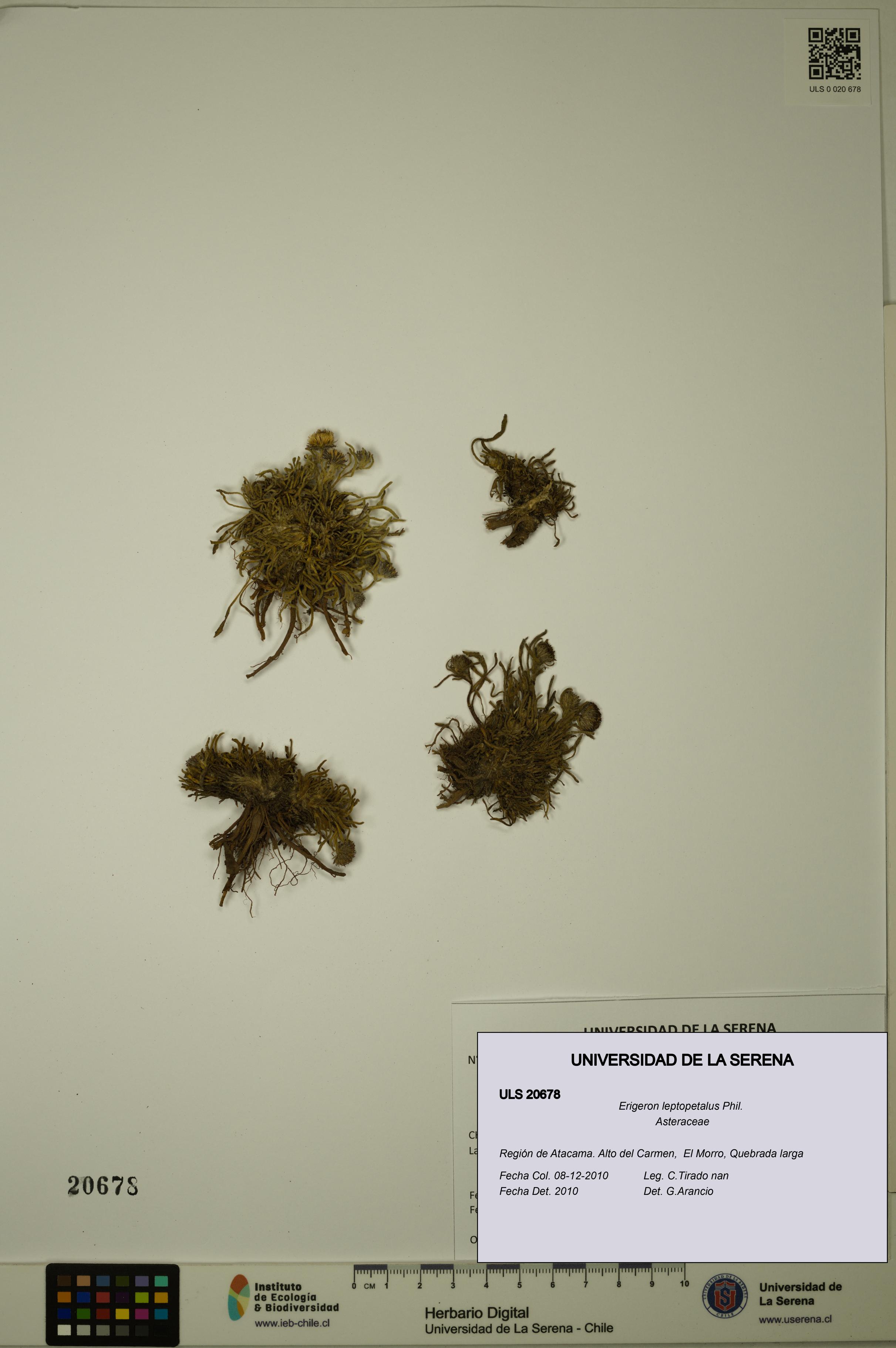 Erigeron leptopetalus [Espécimen: ULS:ULS:0020678]