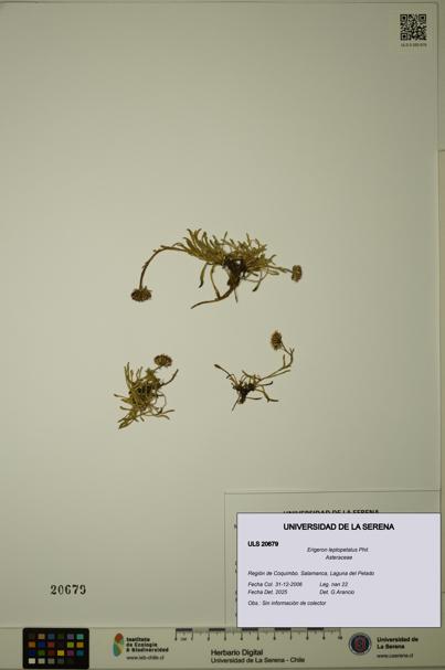 Erigeron leptopetalus [Espécimen: ULS:ULS:0020679]