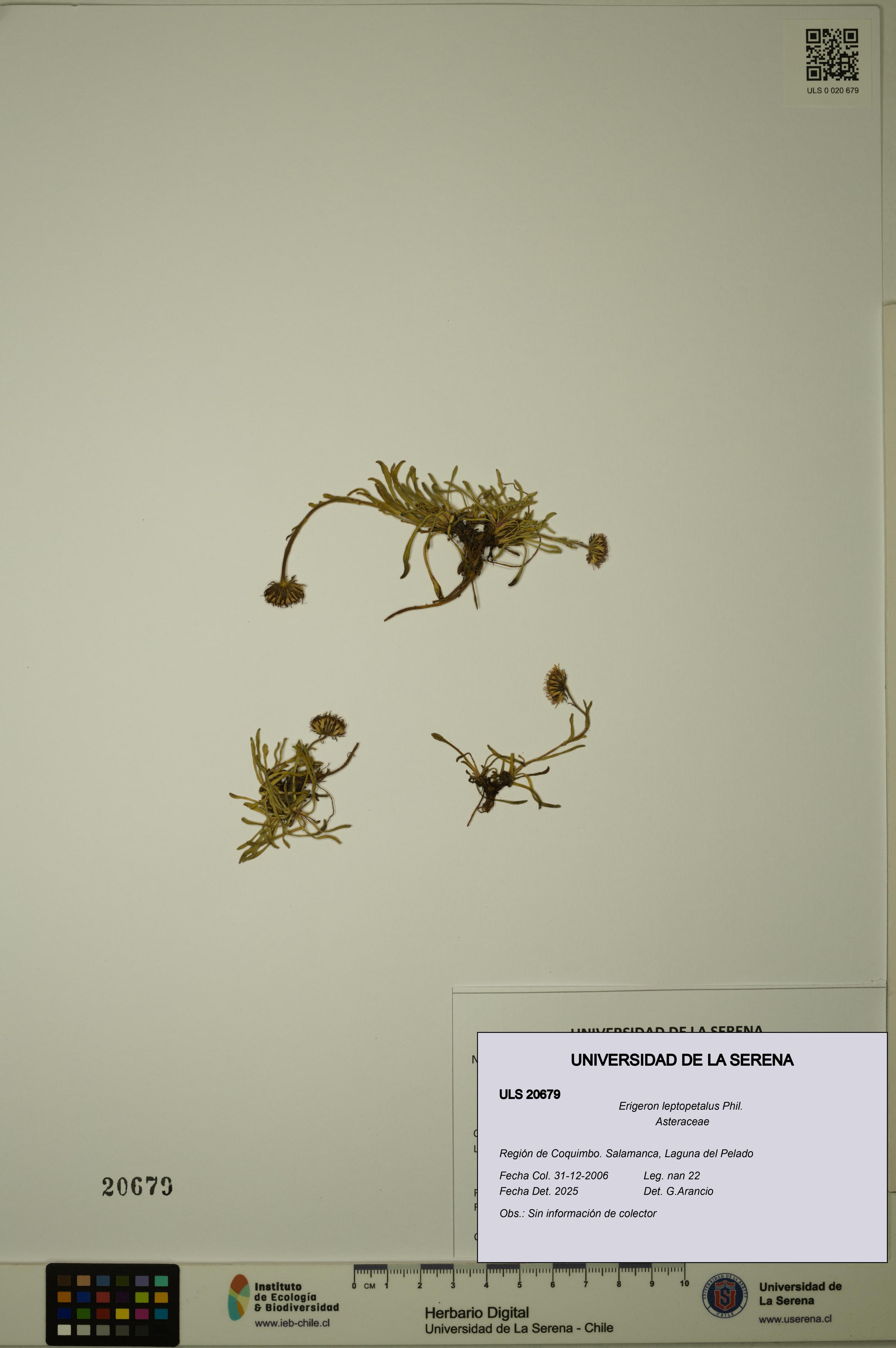 Erigeron leptopetalus [Espécimen: ULS:ULS:0020679]