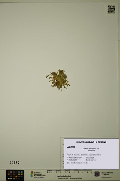 Erigeron leptopetalus [Espécimen: ULS:ULS:0020680]
