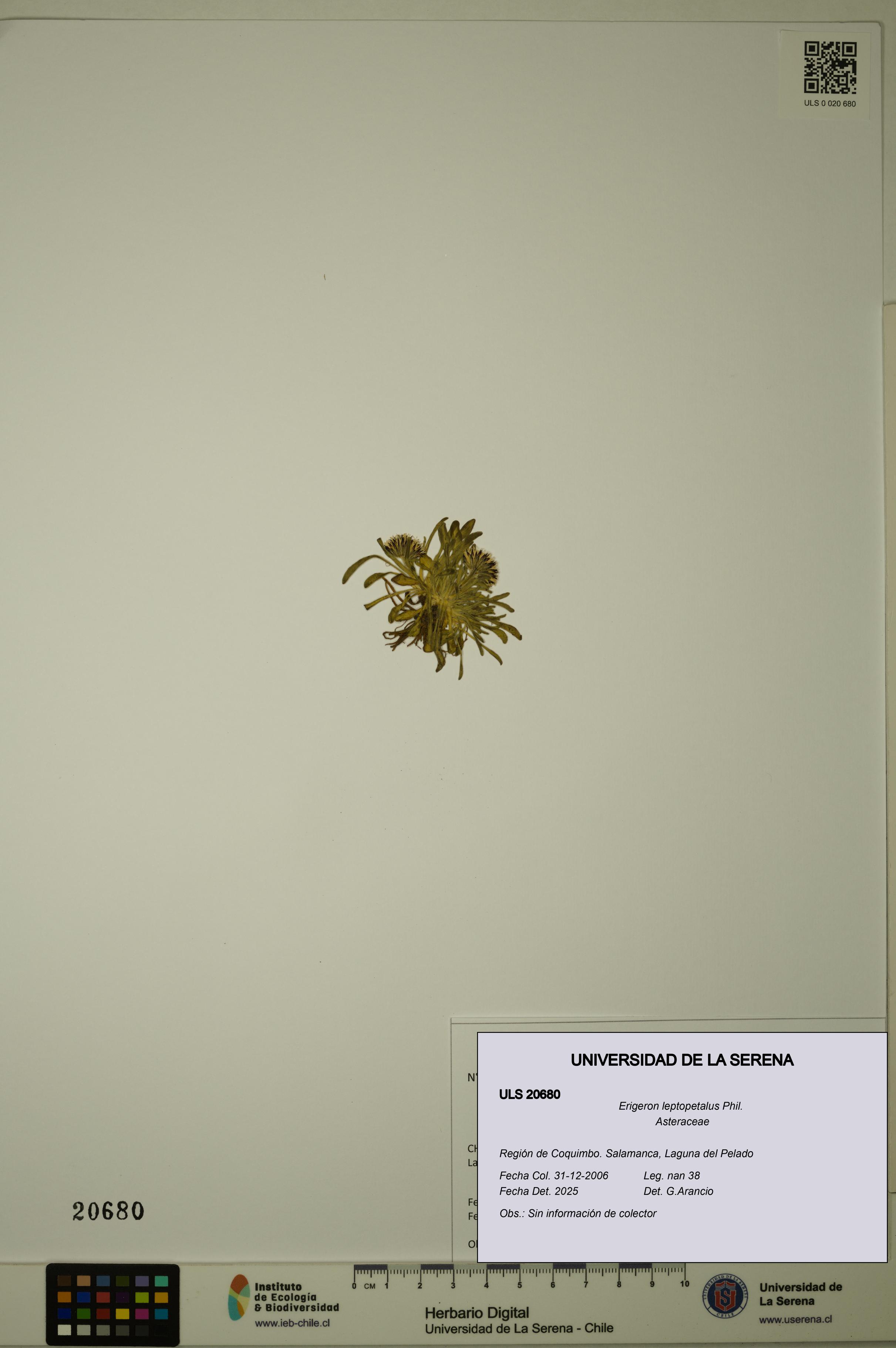 Erigeron leptopetalus [Espécimen: ULS:ULS:0020680]