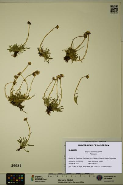 Erigeron leptopetalus [Espécimen: ULS:ULS:0020681]