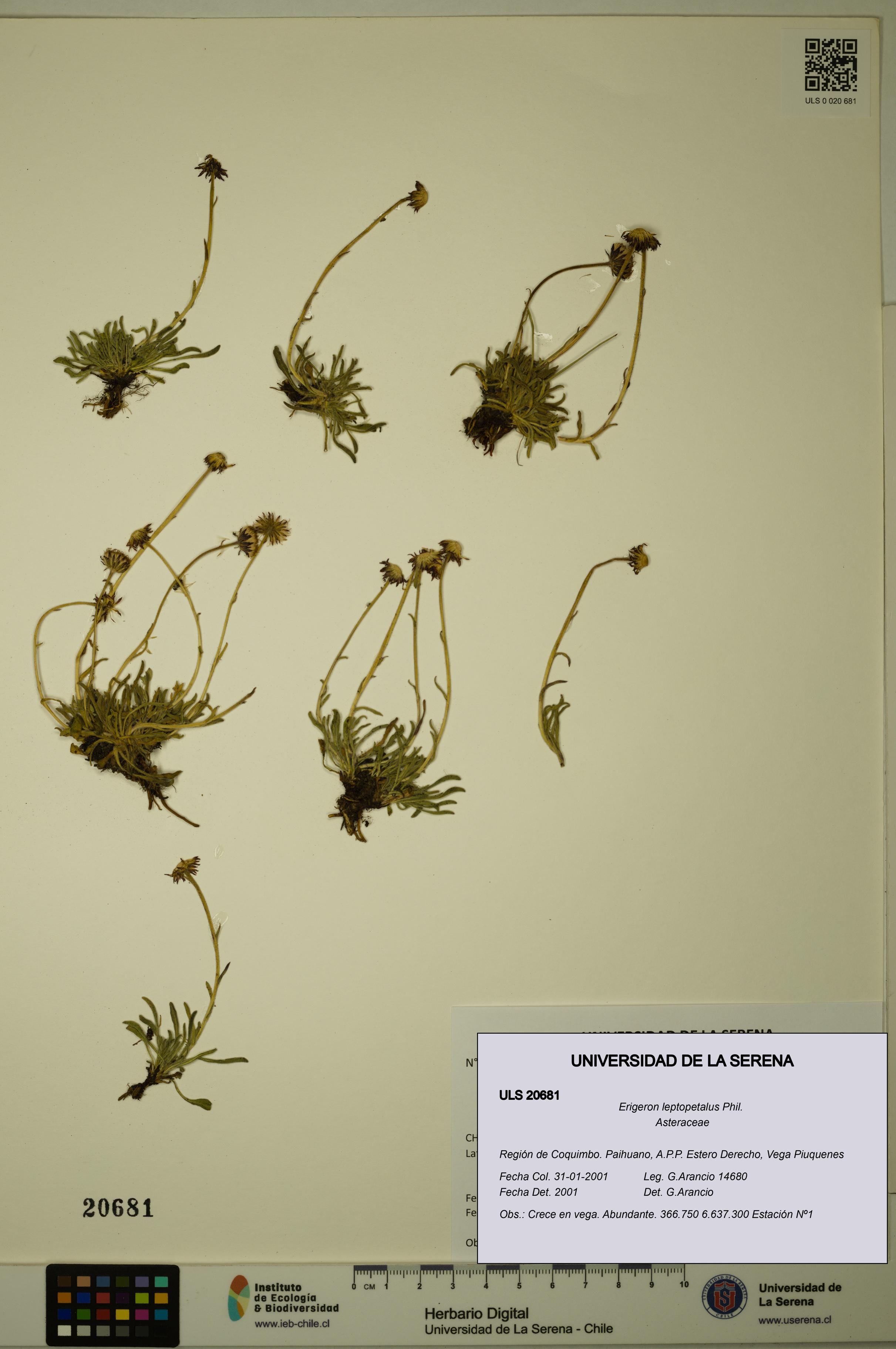 Erigeron leptopetalus [Espécimen: ULS:ULS:0020681]
