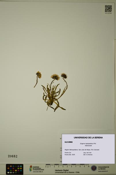 Erigeron leptopetalus [Espécimen: ULS:ULS:0020682]