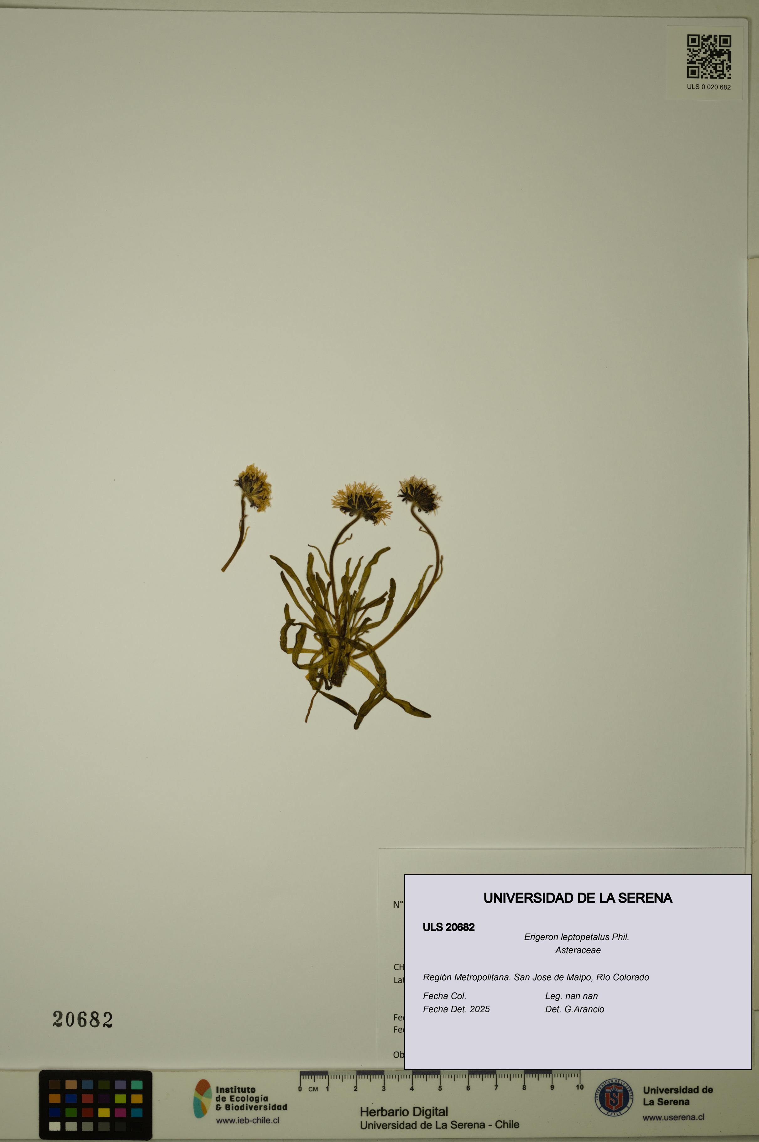 Erigeron leptopetalus [Espécimen: ULS:ULS:0020682]