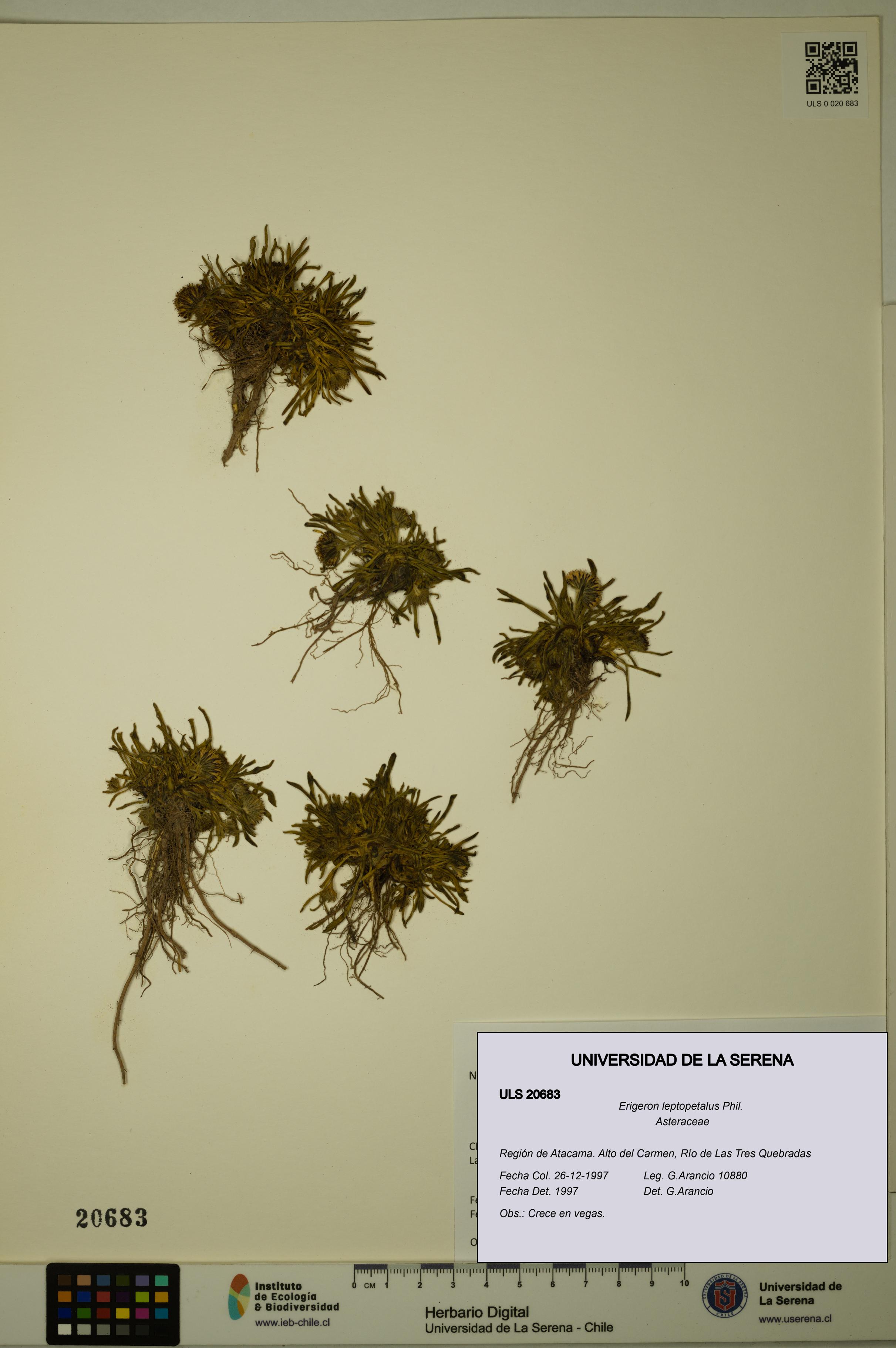 Erigeron leptopetalus [Espécimen: ULS:ULS:0020683]