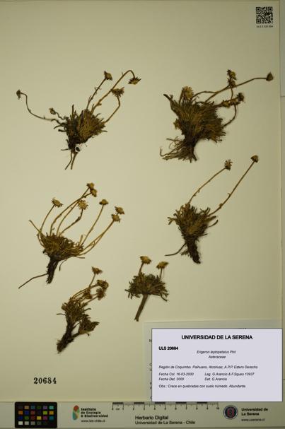 Erigeron leptopetalus [Espécimen: ULS:ULS:0020684]