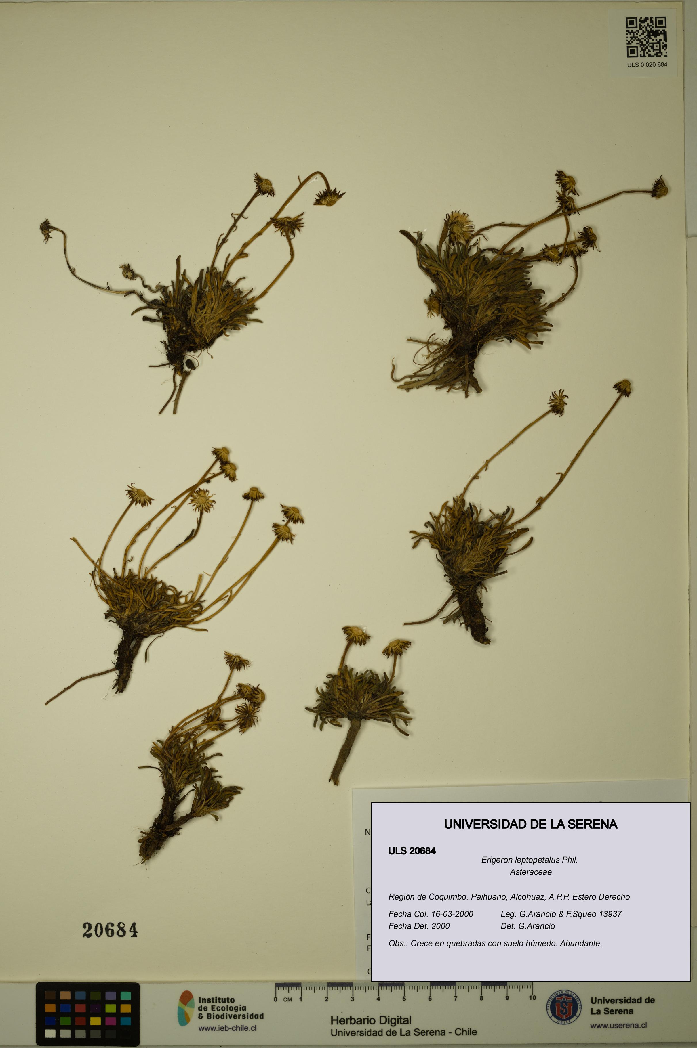 Erigeron leptopetalus [Espécimen: ULS:ULS:0020684]