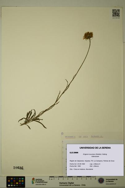 Erigeron luxurians [Espécimen: ULS:ULS:0020686]