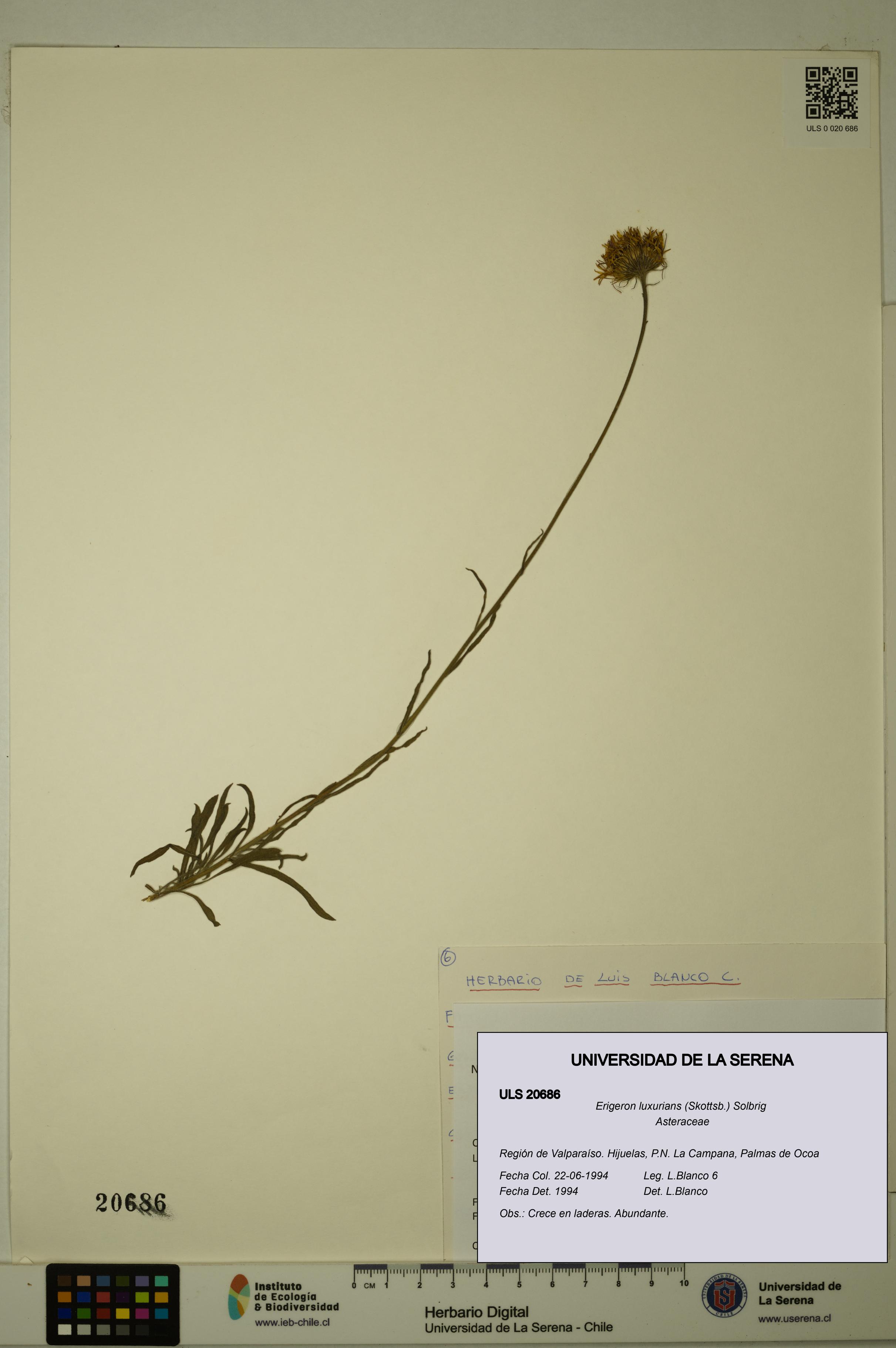 Erigeron luxurians [Espécimen: ULS:ULS:0020686]