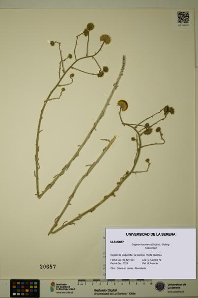 Erigeron luxurians [Espécimen: ULS:ULS:0020687]