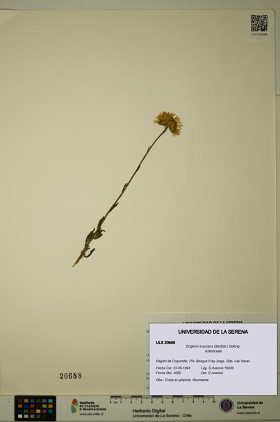 Erigeron luxurians [Espécimen: ULS:ULS:0020688]