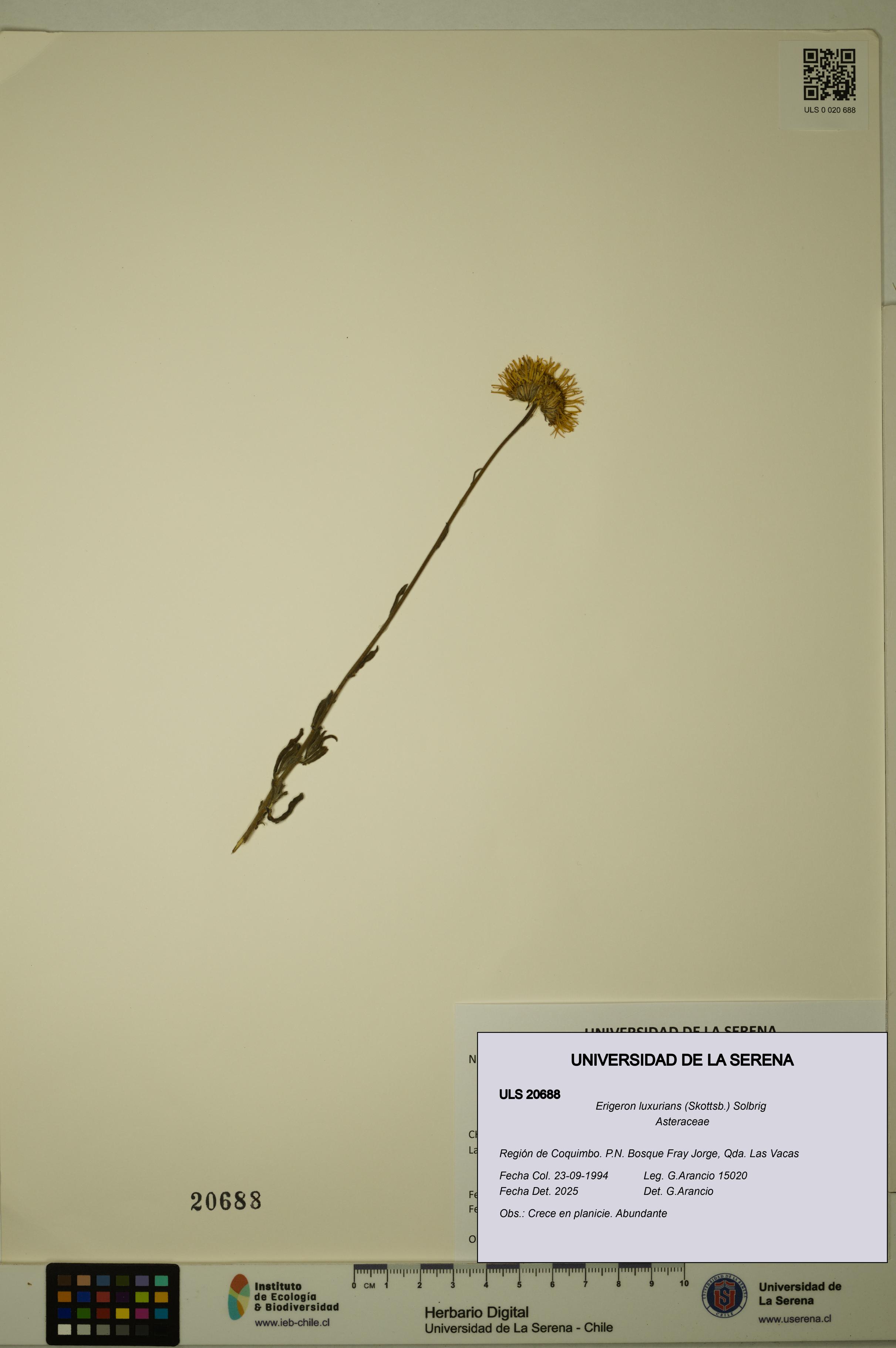 Erigeron luxurians [Espécimen: ULS:ULS:0020688]