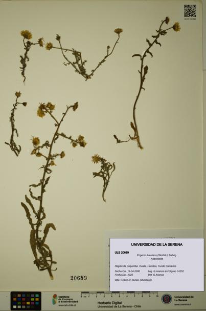 Erigeron luxurians [Espécimen: ULS:ULS:0020689]