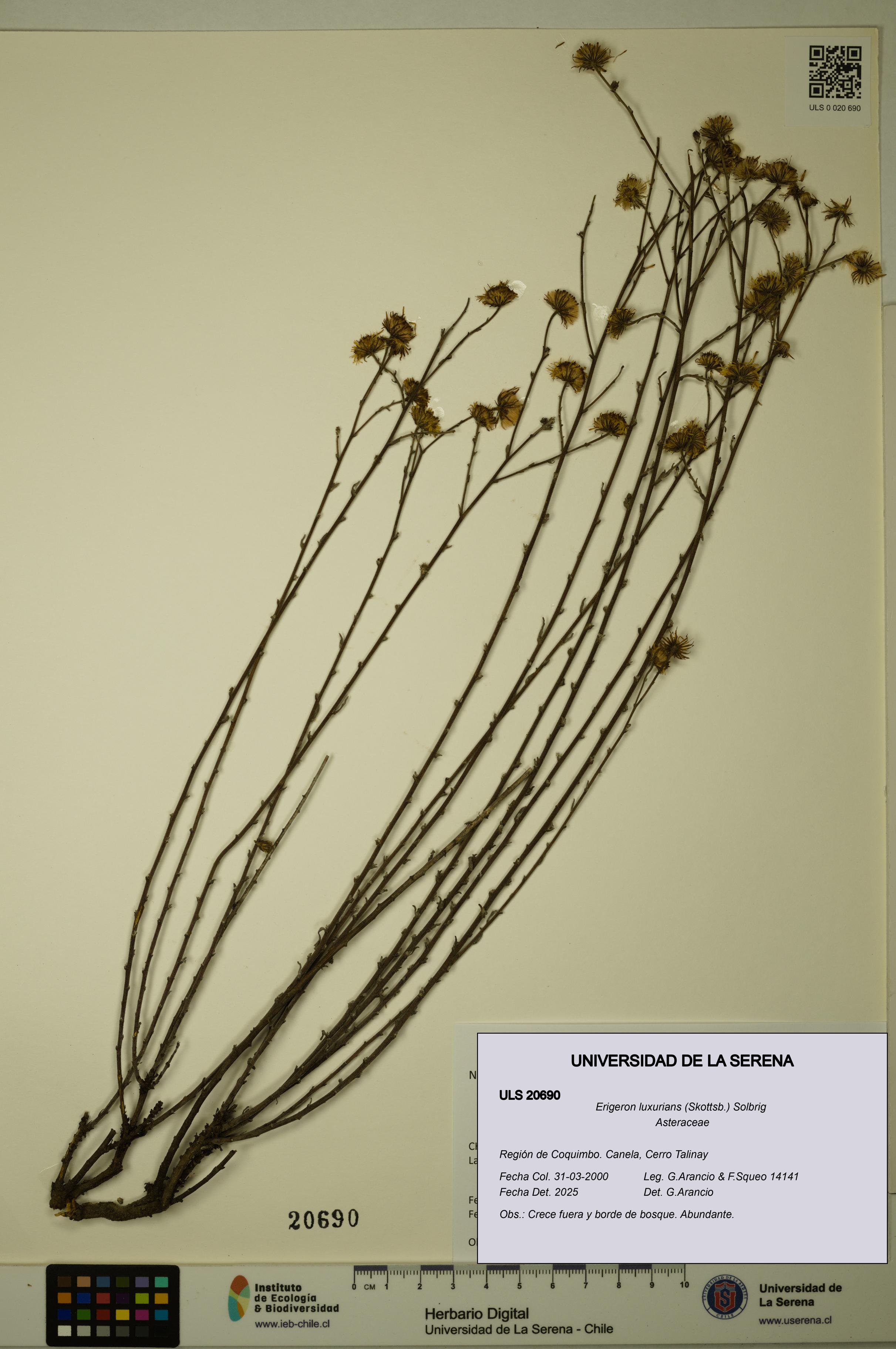 Erigeron luxurians [Espécimen: ULS:ULS:0020690]