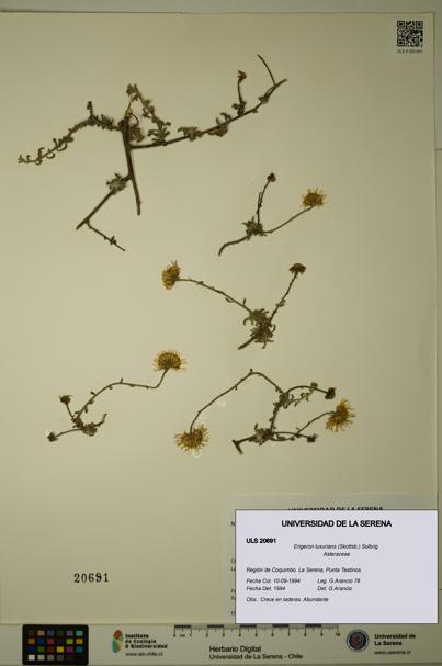 Erigeron luxurians [Espécimen: ULS:ULS:0020691]