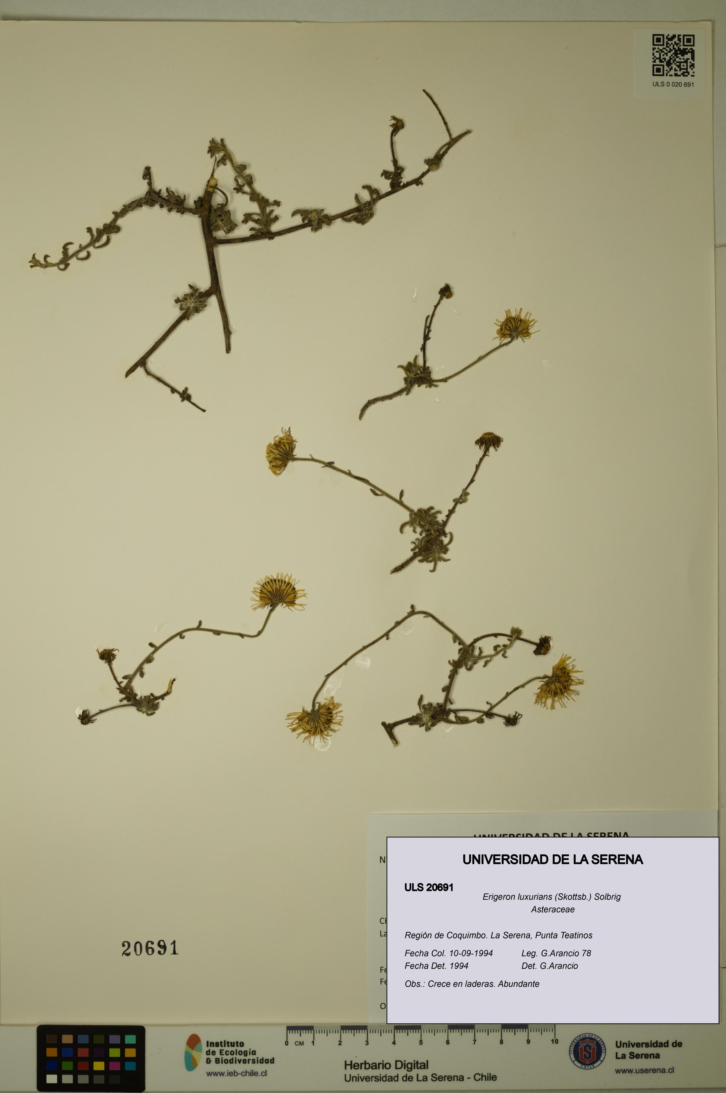 Erigeron luxurians [Espécimen: ULS:ULS:0020691]