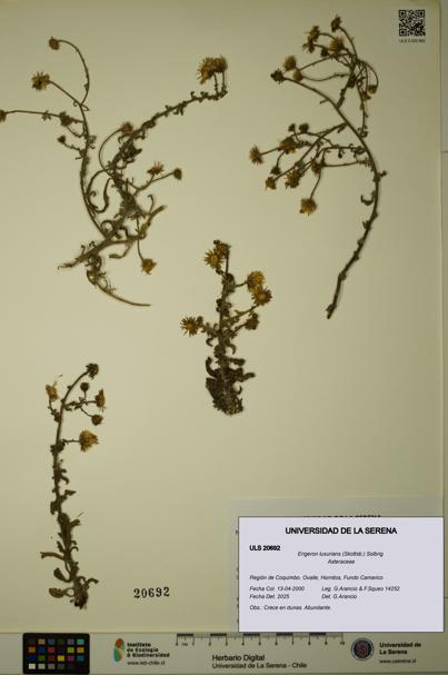 Erigeron luxurians [Espécimen: ULS:ULS:0020692]