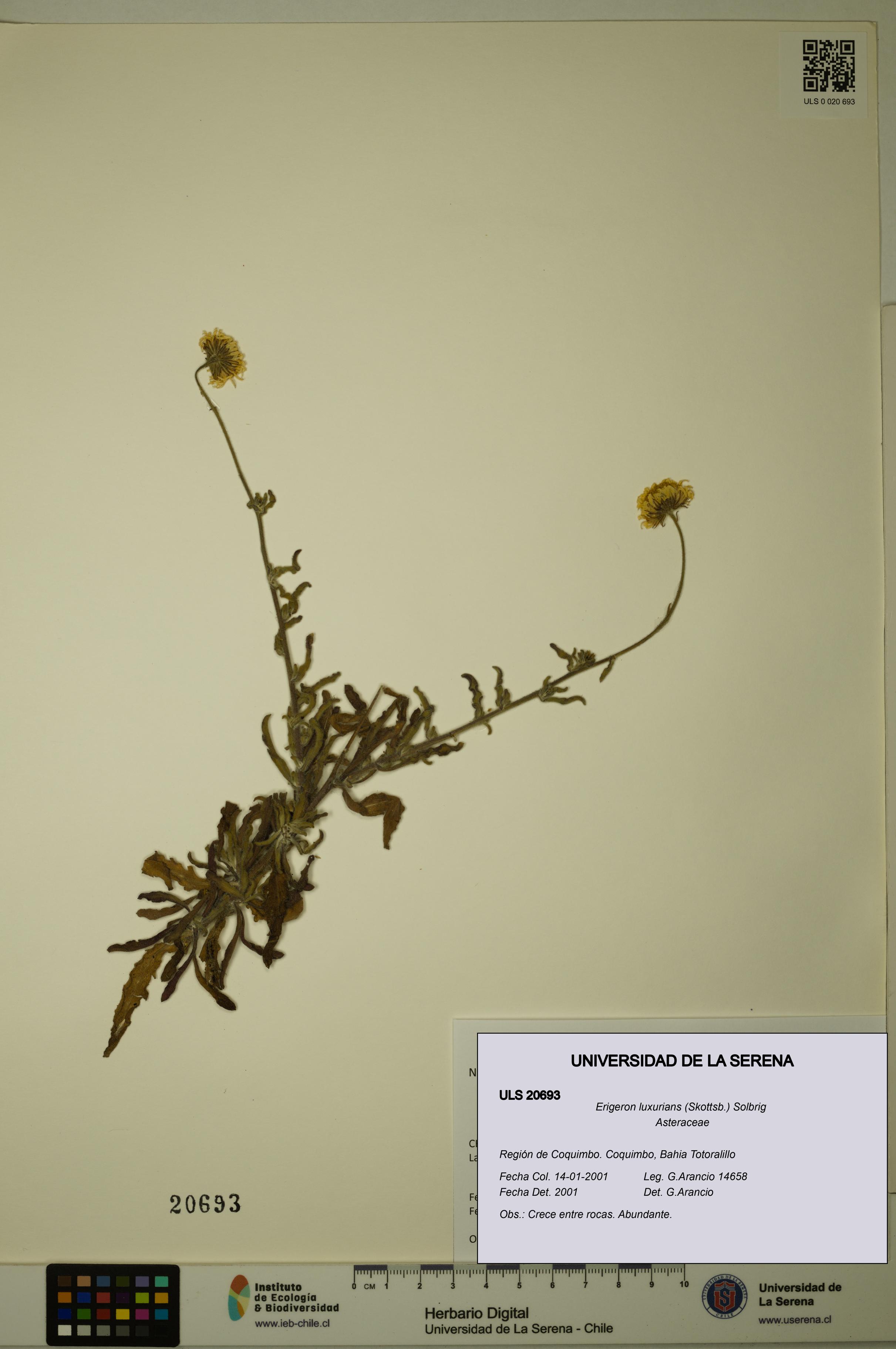 Erigeron luxurians [Espécimen: ULS:ULS:0020693]