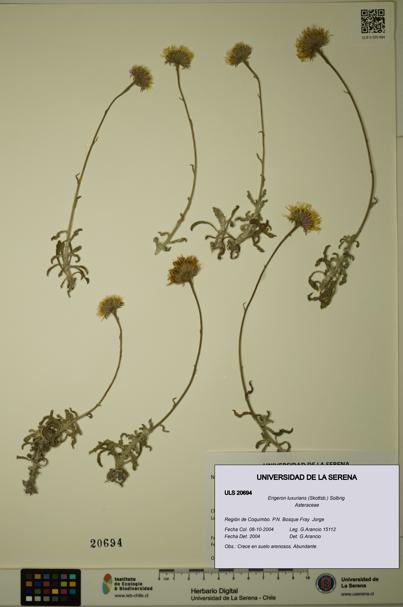 Erigeron luxurians [Espécimen: ULS:ULS:0020694]