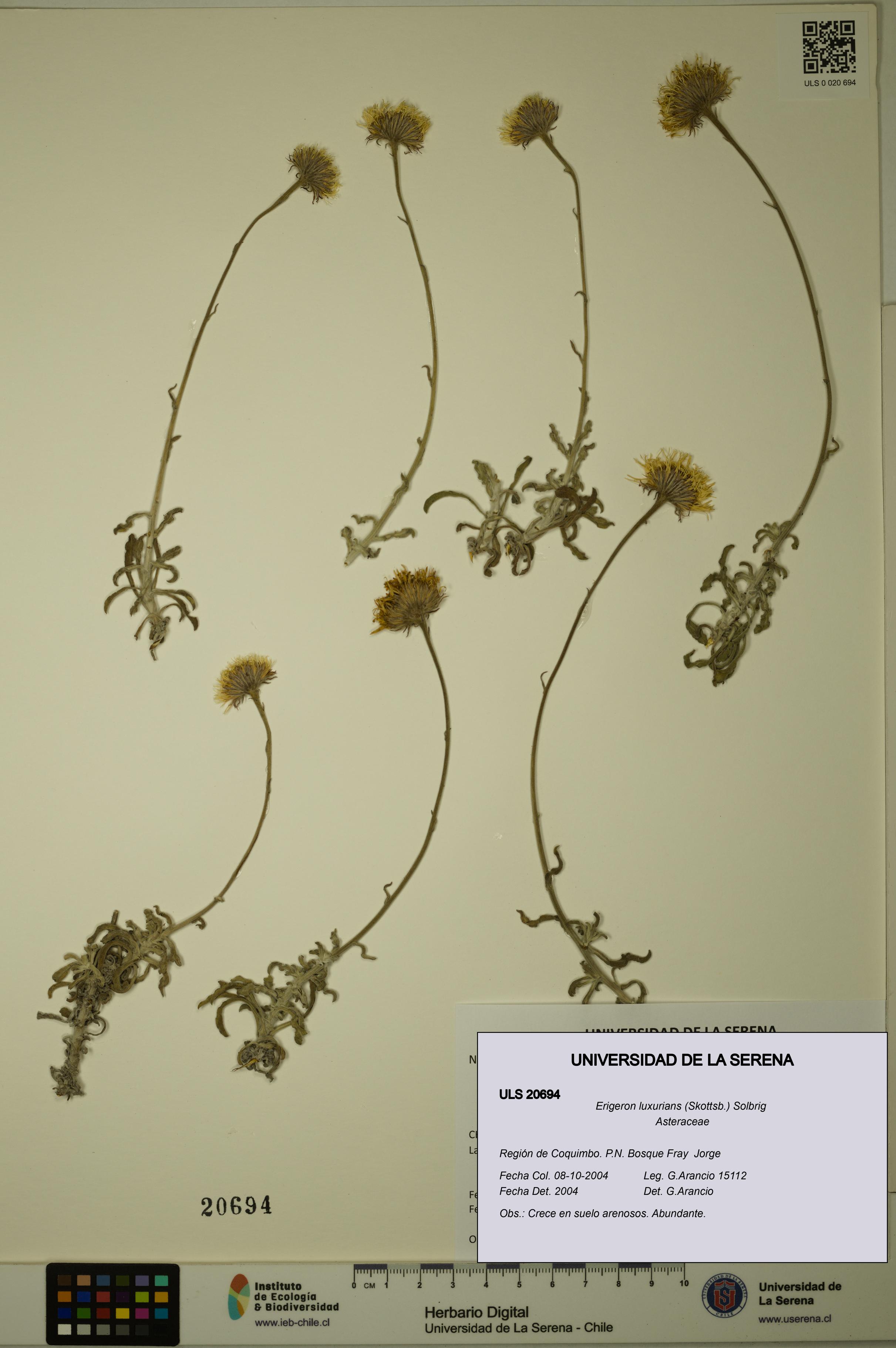 Erigeron luxurians [Espécimen: ULS:ULS:0020694]