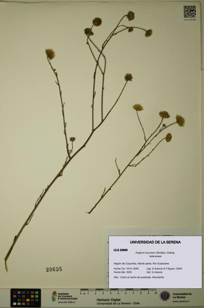 Erigeron luxurians [Espécimen: ULS:ULS:0020695]