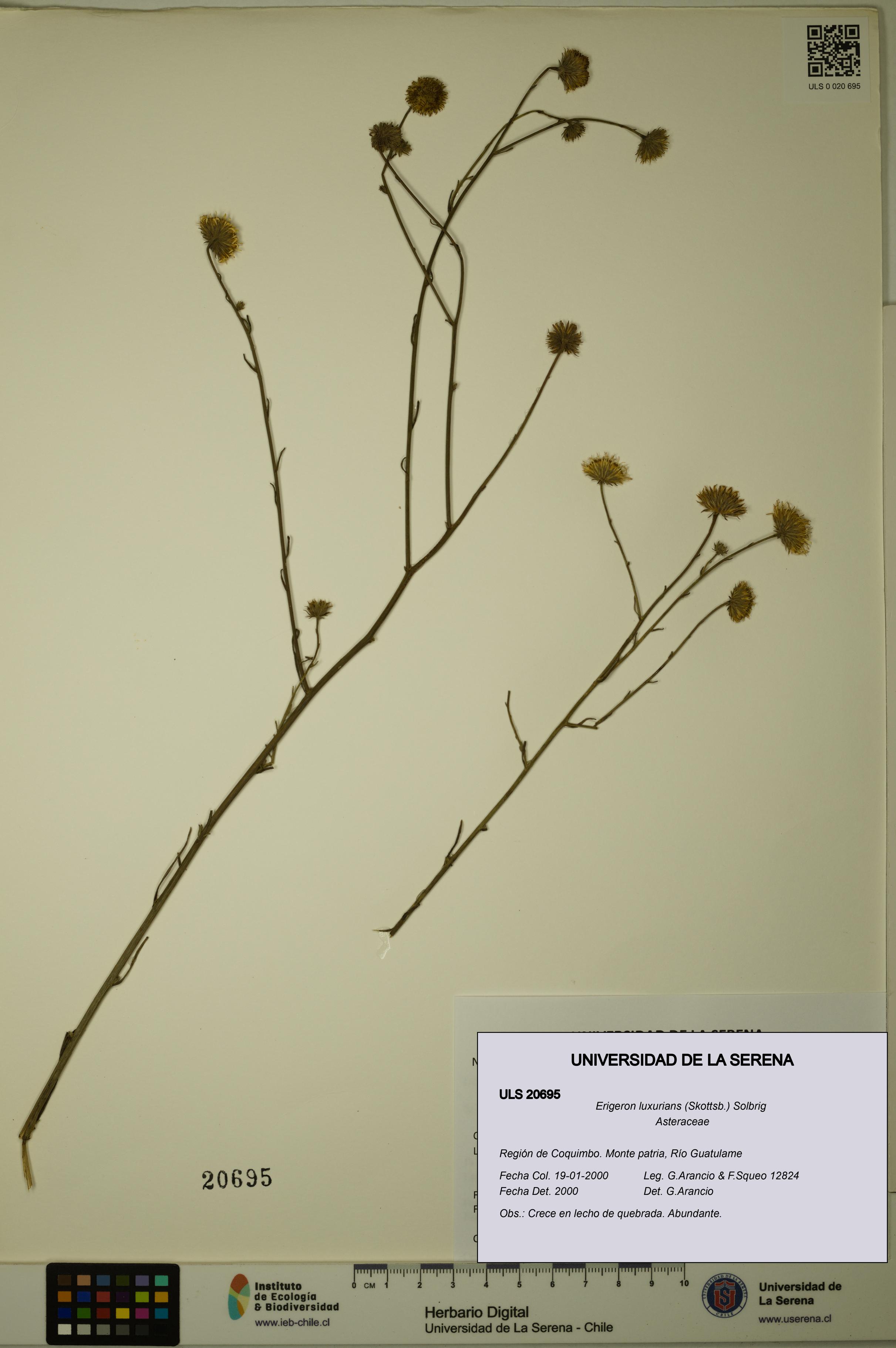 Erigeron luxurians [Espécimen: ULS:ULS:0020695]