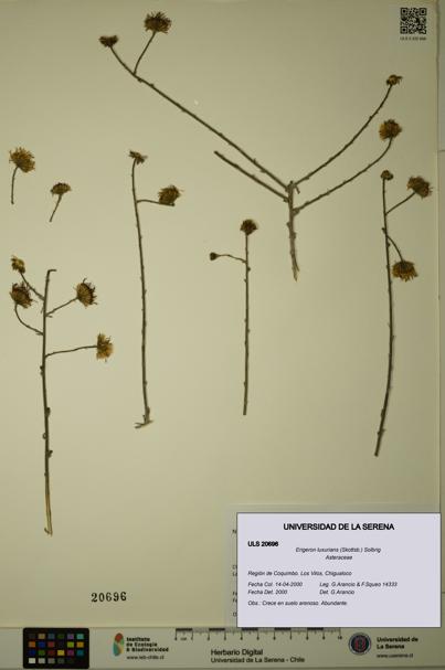 Erigeron luxurians [Espécimen: ULS:ULS:0020696]