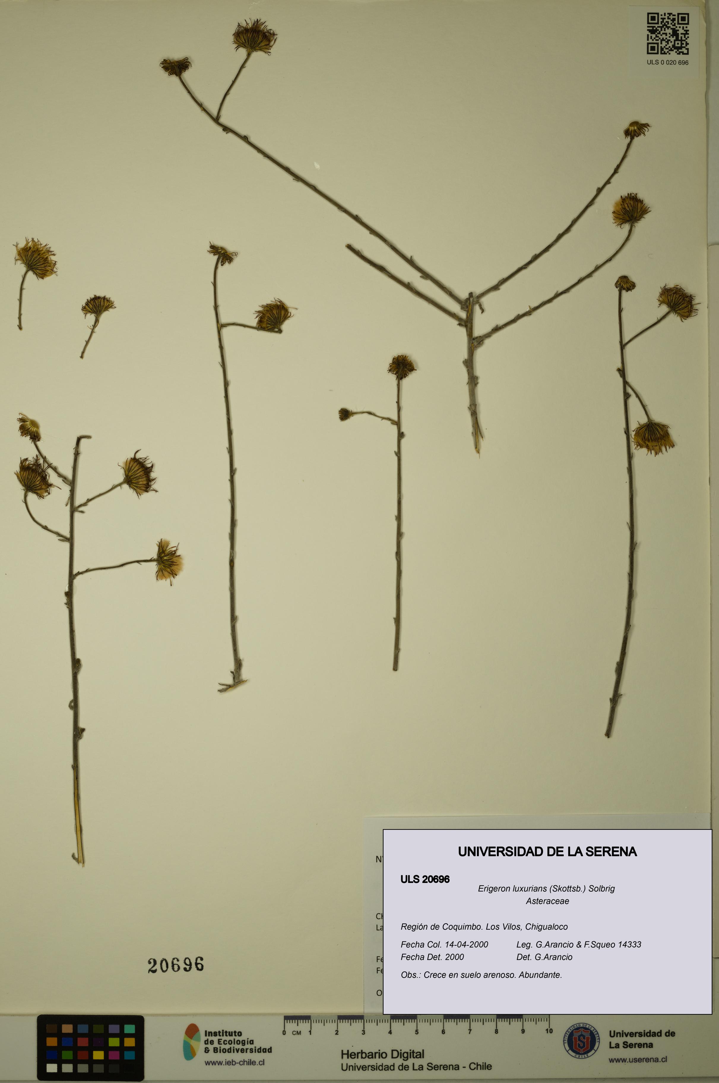 Erigeron luxurians [Espécimen: ULS:ULS:0020696]