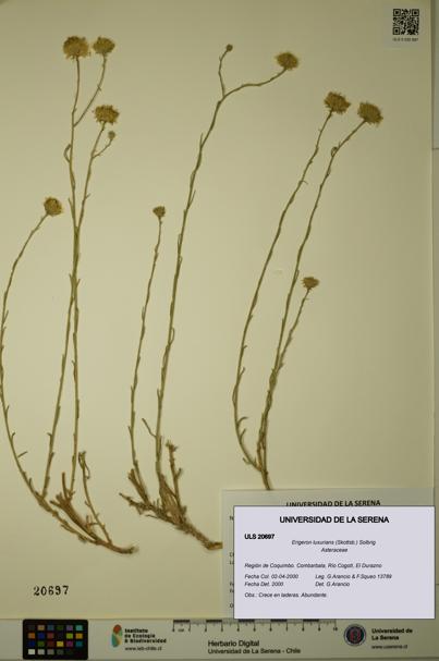 Erigeron luxurians [Espécimen: ULS:ULS:0020697]