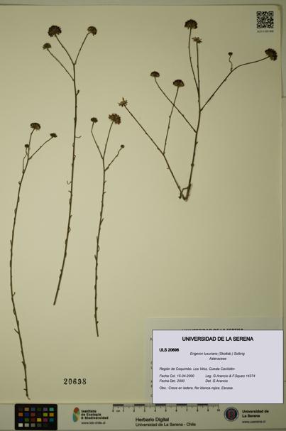 Erigeron luxurians [Espécimen: ULS:ULS:0020698]