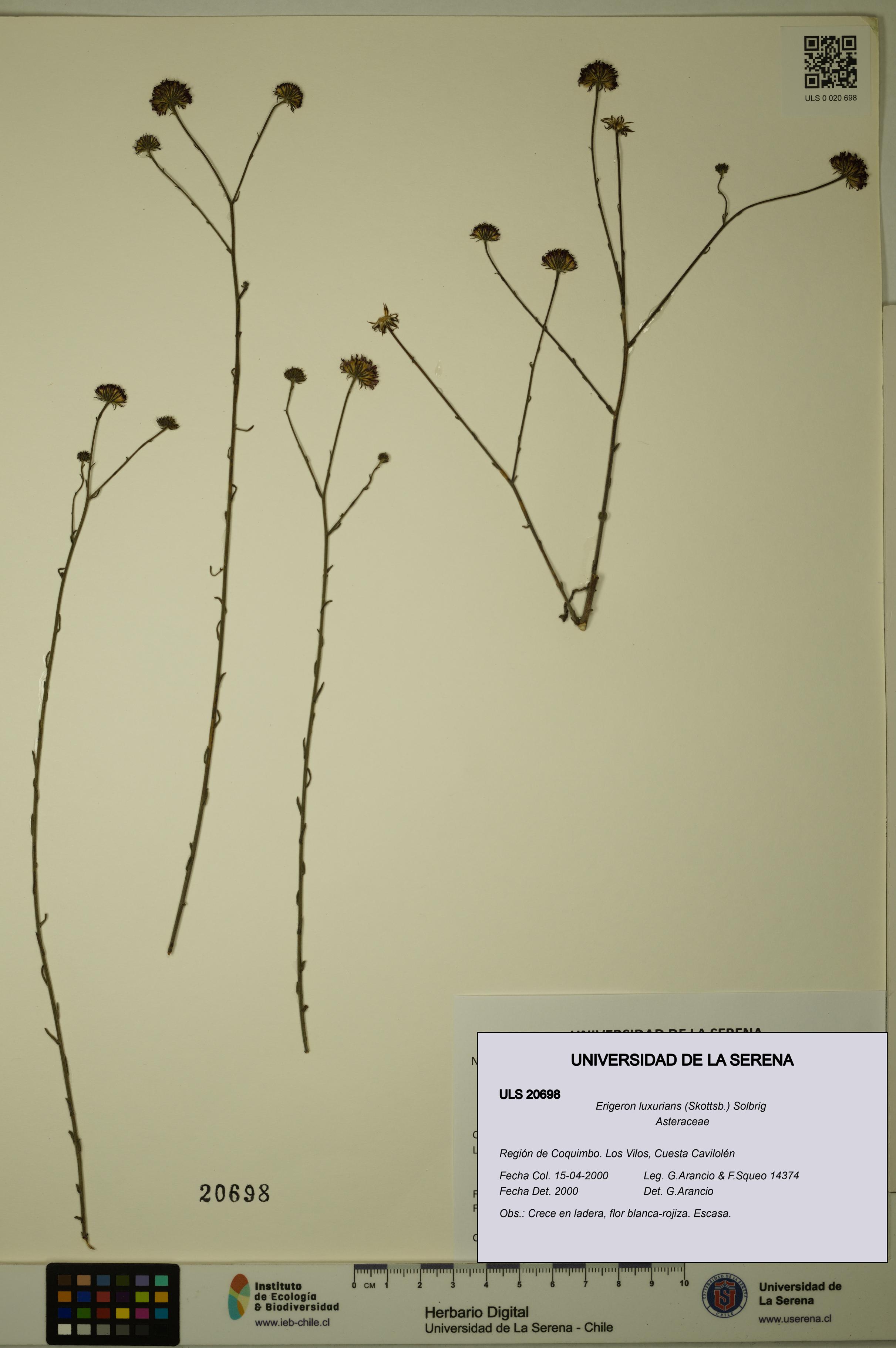 Erigeron luxurians [Espécimen: ULS:ULS:0020698]