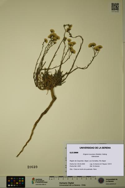 Erigeron luxurians [Espécimen: ULS:ULS:0020699]