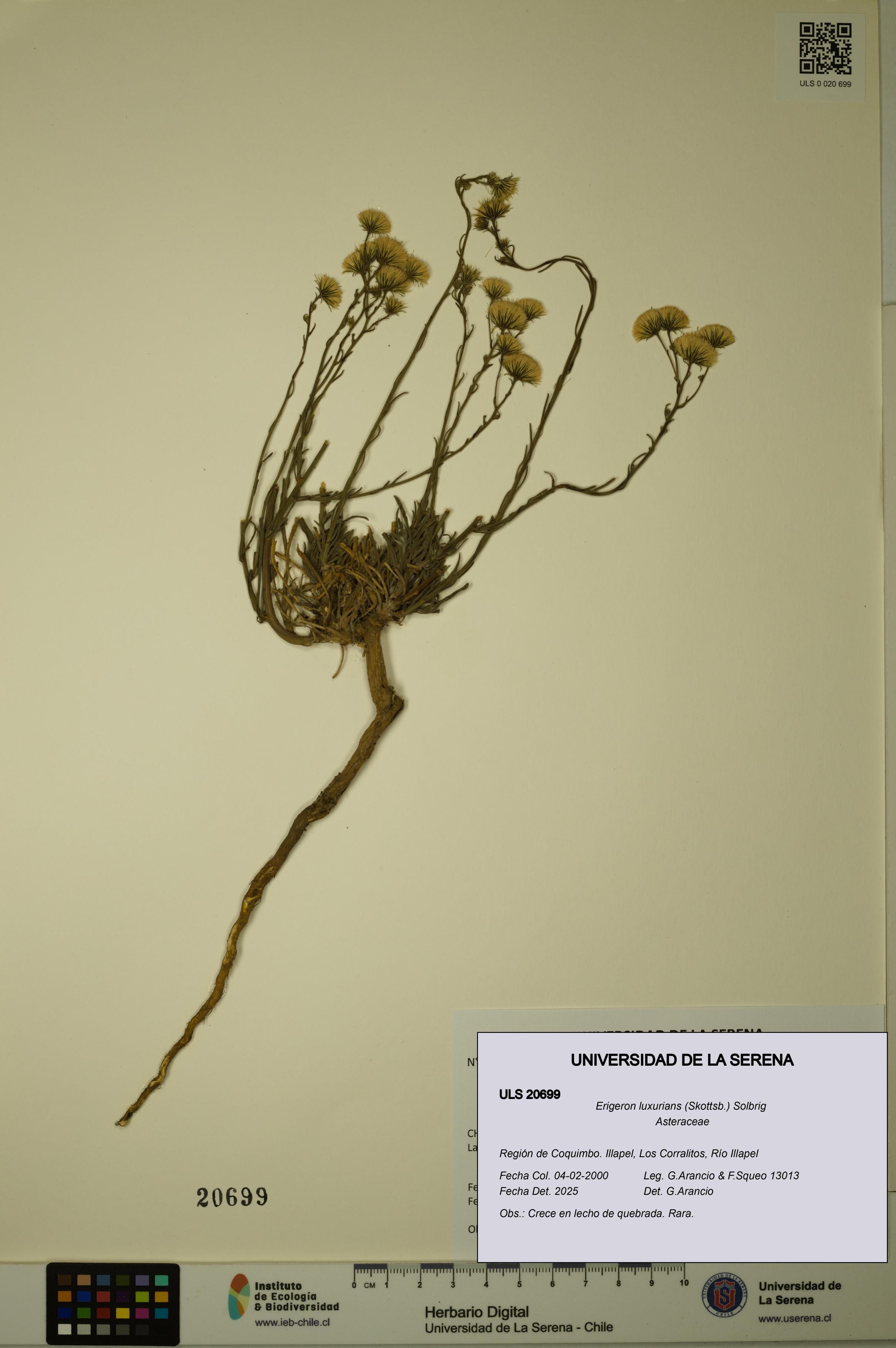 Erigeron luxurians [Espécimen: ULS:ULS:0020699]