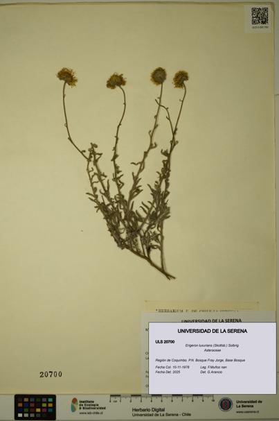 Erigeron luxurians [Espécimen: ULS:ULS:0020700]