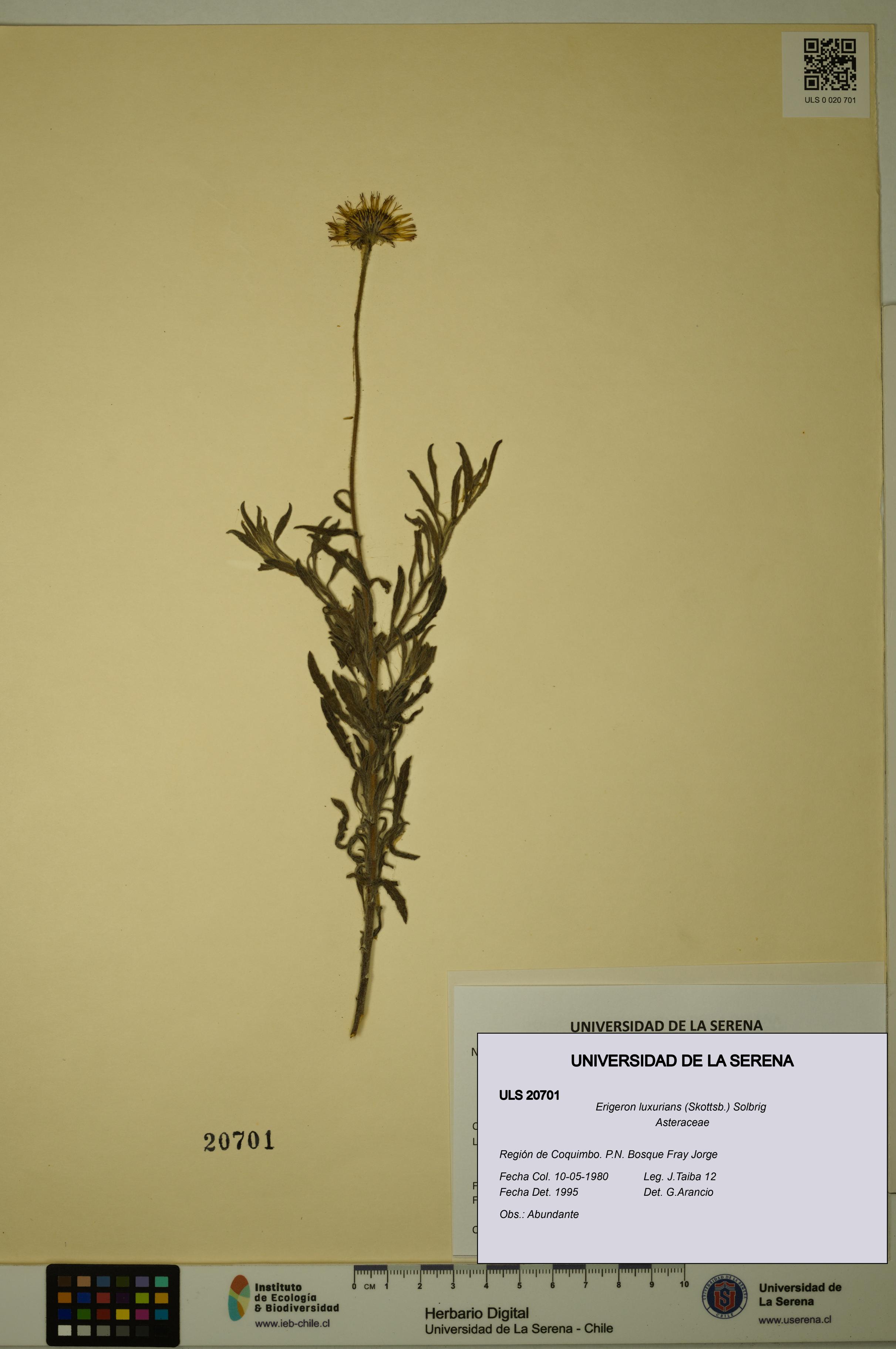 Erigeron luxurians [Espécimen: ULS:ULS:0020701]