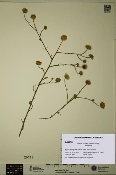 Erigeron luxurians [Espécimen: ULS:ULS:0020702]