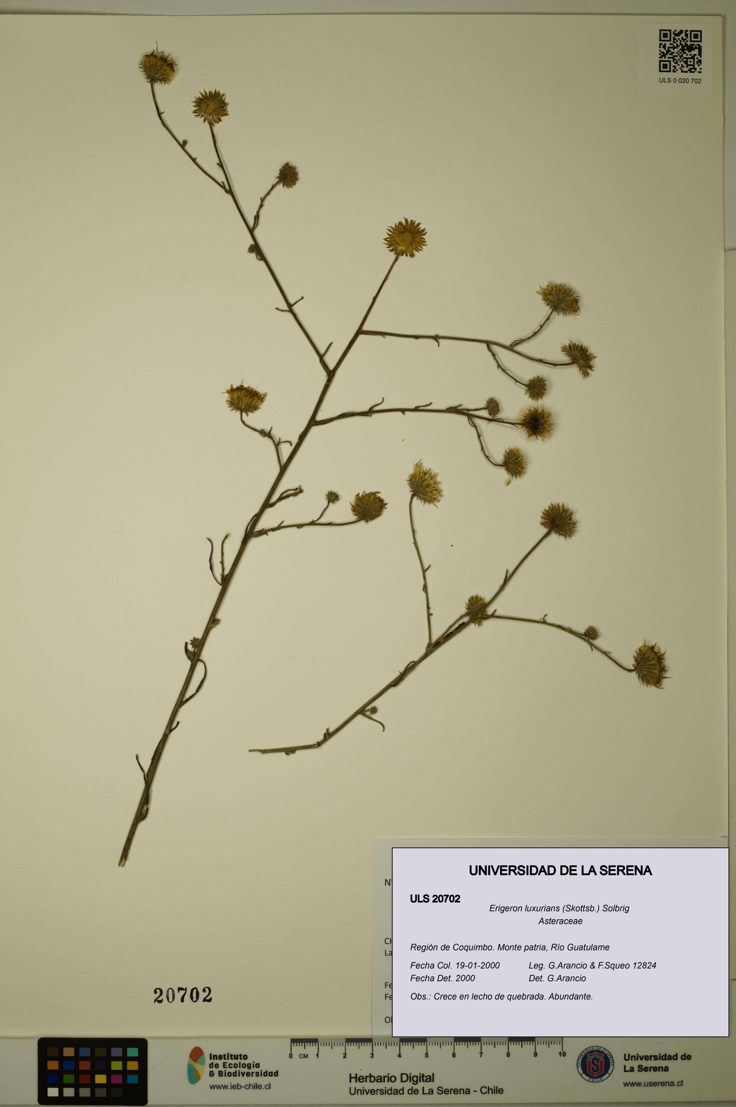 Erigeron luxurians [Espécimen: ULS:ULS:0020702]