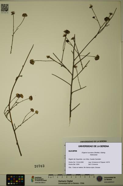 Erigeron luxurians [Espécimen: ULS:ULS:0020703]