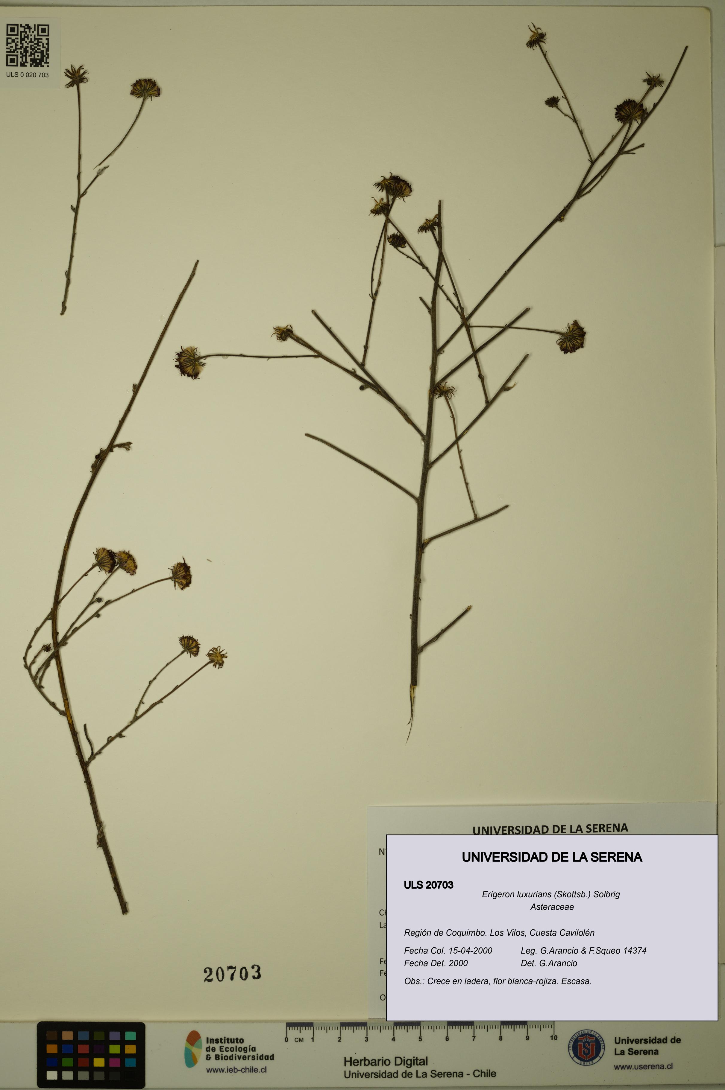 Erigeron luxurians [Espécimen: ULS:ULS:0020703]