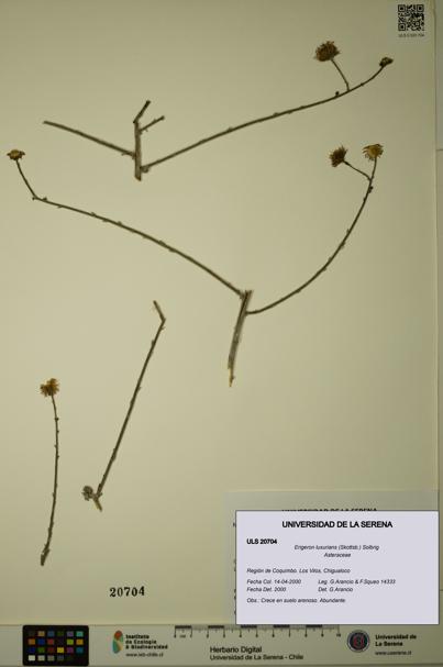 Erigeron luxurians [Espécimen: ULS:ULS:0020704]