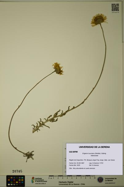 Erigeron luxurians [Espécimen: ULS:ULS:0020705]